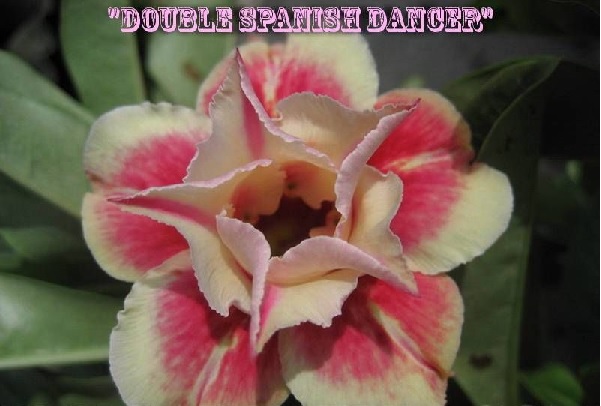 Adenium Obesum Double Spanish Dancer 5 Seeds